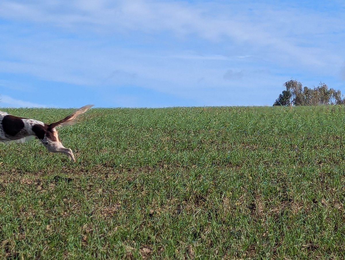 adhib's tweet photo. Had to say goodbye to the Best Dog in the World this afternoon. Happy hunting, Bones. You were a good boy.

2012-2026 https://t.co/fYArozGiGY