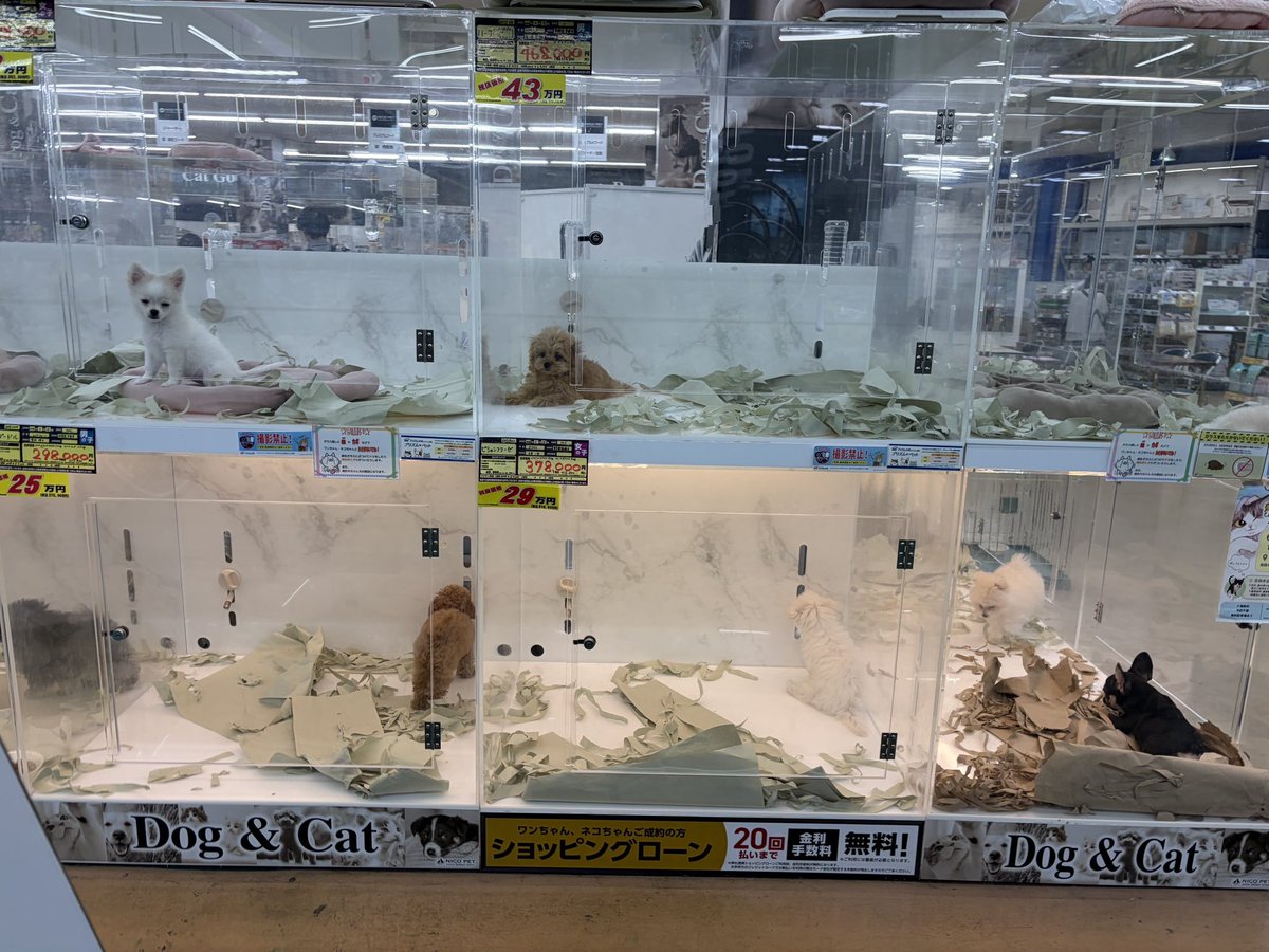 96g875's tweet photo. こんなアクリルの犬のゲージ作れるところないですかね?知ってる方いましたら教えてクレメンス( ᵒ̴̶̷᷄꒳ᵒ̴̶̷᷅ )それか中古で売ってる所あったら助かります○┓ https://t.co/IZEaxoTwHS