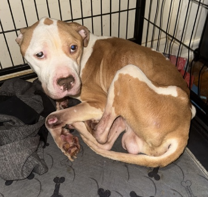 NMBewitched's tweet photo. This is the story of Miles 
Grab the tissues💔

The 1st photo is of Miles is in a stable, loving & secure home. There was food to eat, pittie judgement & love

But as economic instability arrived, the meals were smaller, sometimes skipped. The walks & playtime were put off to work longer hours. 

One day, they looked at their beloved, frail dog & knew they had to turn him in. They lost a part of themselves & endangered him that day. 

Off to #NYCACC he went...
In their hearts they knew he needed a more stable home, someone who would feed him, walk & play, have time to snuggle on the coach.

Miles is a good dog. He misses his family, has the memories of what used to be and with your help what could be. 

He is putting on weight  his wounds are healing but w/ time comes a sense of fear that this will be his only life. In a cage, taken out once a day, a few minutes of play & pets.

Please consider Miles
https://t.co/uZCUAqa9mq 
#AdoptMe