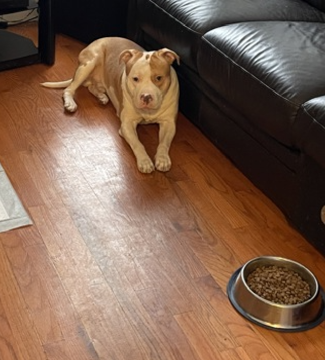 NMBewitched's tweet photo. This is the story of Miles 
Grab the tissues💔

The 1st photo is of Miles is in a stable, loving & secure home. There was food to eat, pittie judgement & love

But as economic instability arrived, the meals were smaller, sometimes skipped. The walks & playtime were put off to work longer hours. 

One day, they looked at their beloved, frail dog & knew they had to turn him in. They lost a part of themselves & endangered him that day. 

Off to #NYCACC he went...
In their hearts they knew he needed a more stable home, someone who would feed him, walk & play, have time to snuggle on the coach.

Miles is a good dog. He misses his family, has the memories of what used to be and with your help what could be. 

He is putting on weight  his wounds are healing but w/ time comes a sense of fear that this will be his only life. In a cage, taken out once a day, a few minutes of play & pets.

Please consider Miles
https://t.co/uZCUAqa9mq 
#AdoptMe