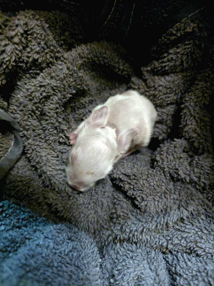 HalfwitTurtles's tweet photo. Little Bunny is still here. I got desperate and gave him/her puppy milk replacer which isn't adequate for a newborn bunny. https://t.co/tMUhrYo6Ie