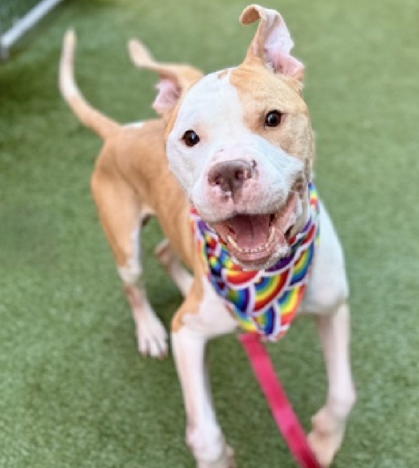 NMBewitched's tweet photo. This is the story of Miles 
Grab the tissues💔

The 1st photo is of Miles is in a stable, loving & secure home. There was food to eat, pittie judgement & love

But as economic instability arrived, the meals were smaller, sometimes skipped. The walks & playtime were put off to work longer hours. 

One day, they looked at their beloved, frail dog & knew they had to turn him in. They lost a part of themselves & endangered him that day. 

Off to #NYCACC he went...
In their hearts they knew he needed a more stable home, someone who would feed him, walk & play, have time to snuggle on the coach.

Miles is a good dog. He misses his family, has the memories of what used to be and with your help what could be. 

He is putting on weight  his wounds are healing but w/ time comes a sense of fear that this will be his only life. In a cage, taken out once a day, a few minutes of play & pets.

Please consider Miles
https://t.co/uZCUAqa9mq 
#AdoptMe