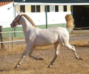 ehorses_com's tweet photo. Majestic PRE Stallion 🐎 with stunning overo coat and exceptional potential awaits! 🌟
🔗 https://t.co/EIAUrmSlz6
#ehorses #pre #dressagehorses #stallion #overo-all-colors #horselove #horse #horses #horselover #foundonehorses https://t.co/U2TziKIoh7