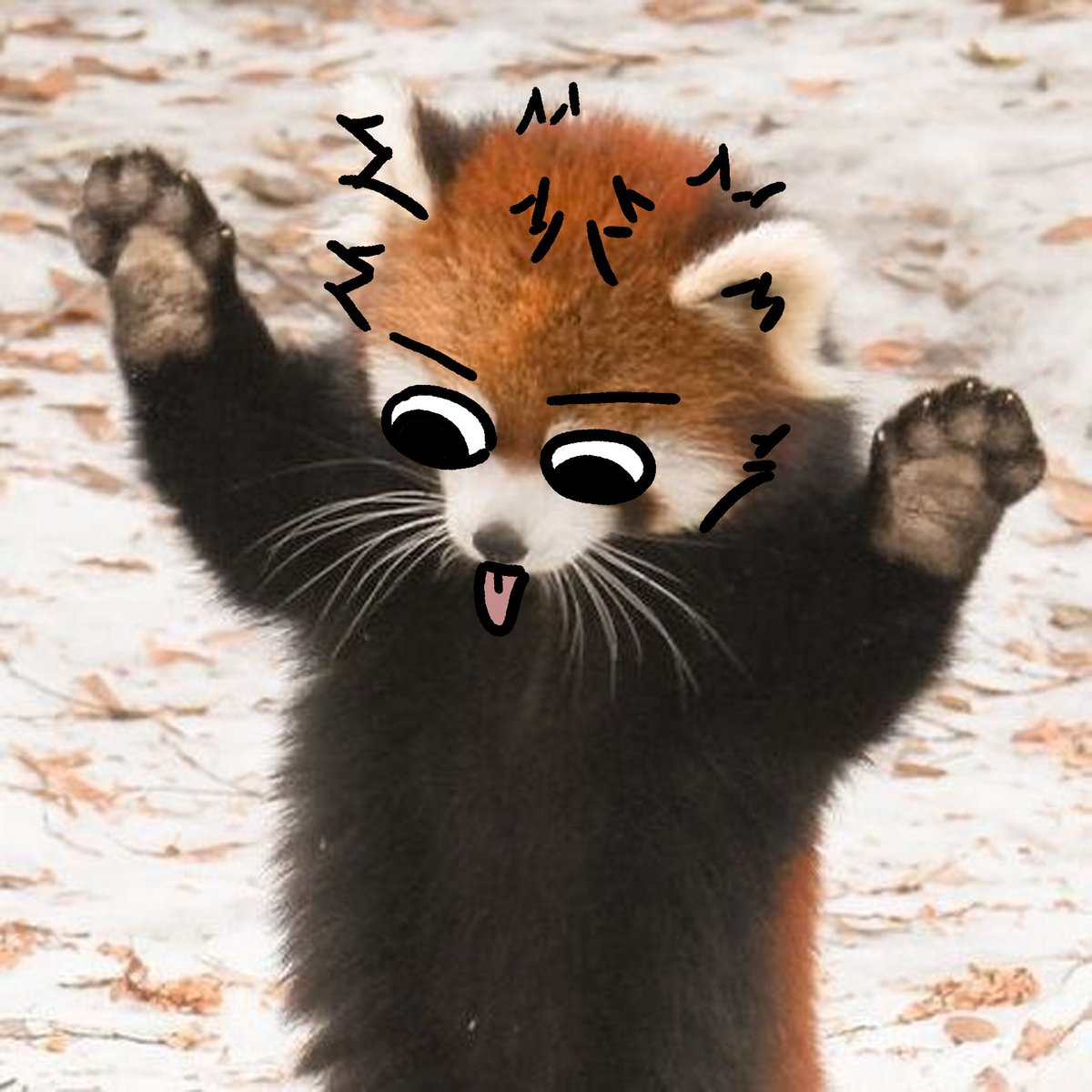 thecatidk's tweet photo. Red panda #redpanda #animal #art https://t.co/xE8F3zH4nc