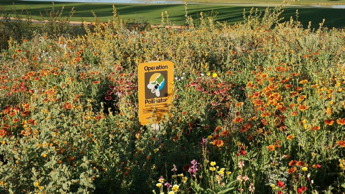 SyngentaTurf's tweet photo. Create a buzz, it’s #PollinatorWeek! 🐝 

#OperationPollinator provides resources to help beautify your course with habitats that support bees and other pollinators. 

Discover how you can get involved with Operation Pollinator: https://t.co/FHYJhNzdQs https://t.co/bYFQk3yz8S