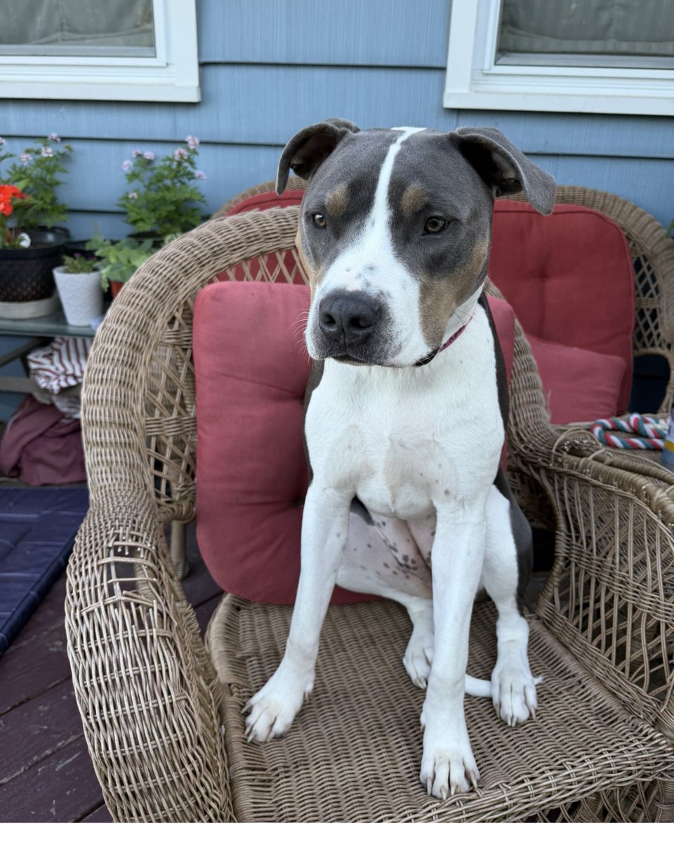 petsalive's tweet photo. Pets Alive Alumni Update: Freya Leia 🐾 
Freya Leia is thriving in her forever home! She’s smart, affectionate, and deeply bonded with her brother Zeus and cat sister Winter. A true “Velcro dog,” she loves backyard play and cuddles with her family. We couldn’t be happier for her! https://t.co/CpG6aY1FBN