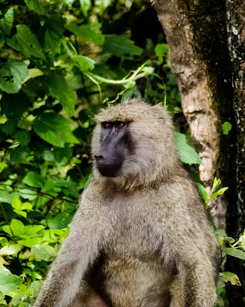 imarakileleni's tweet photo. Mahale Mountains National Park is where Tanzania's wild side truly shines. 🌿🐒

Hidden along the shores of Lake Tanganyika, this paradise offers rare chimpanzee trekking, pristine forests, and breathtaking landscapes far from the crowds.

#MahaleMountains #MahaleNationalPark https://t.co/gQl1MGz1SQ