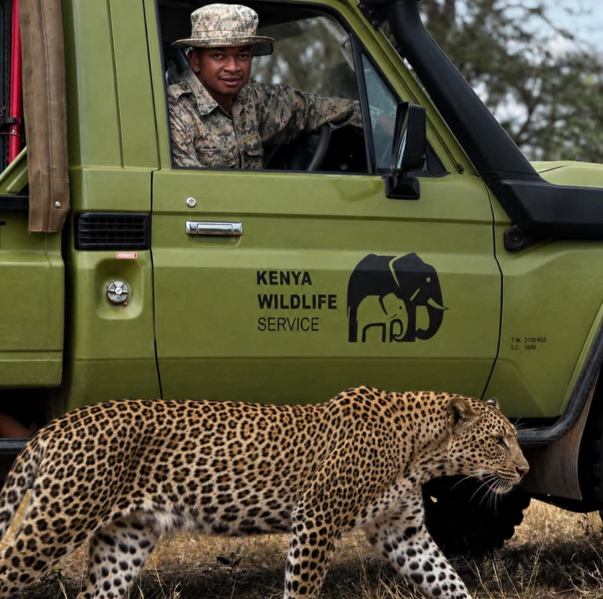 AllanOutdoor's tweet photo. Not every safari moment comes with a warning. Sometimes, it arrives suddenly like spots emerging from the shadows as a leopard glides past a Kenya Wildlife Service vehicle with effortless confidence.

Close enough to admire. Wise enough to respect. That's the magic of the wild. https://t.co/xxBv8LAnjO