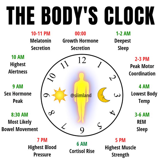 siimland's tweet photo. The human body has a circadian rhythm  

Here are the main timestamps of the 24 hour circadian rhythm 

* 5-7 am cortisol rises to wake you up 

* 9 am sex hormones like testosterone peak 

* 10-11 am highest alertness 

* 2-3 pm peak motor coordination 

* 4-5 pm highest muscle strength and power 

* 6-7 pm highest blood pressure and body temperature 

* 10-11pm melatonin production begins to rise 

* 11pm to 2 am the highest secretion of growth hormone 

* 1-2 am deepest sleep 

* 4 am lowest body temperature 

* 3-6 am the most REM sleep 

There are some genetic differences but they are very small