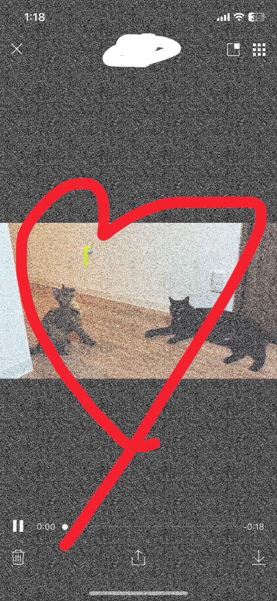 aliy_mbsp's tweet photo. こにゃんこ無事に嫁いでいった🐱
我が家から2年前に出したこのおうちに2匹目で家族に迎えてくれて、シャーも言わずもうおもちゃで遊んでるらしい💓(こにゃんこはシャー言うた模様w)
毎回さみしいけどうれしいなあ☺️☺️ https://t.co/dG9w1aVzfx