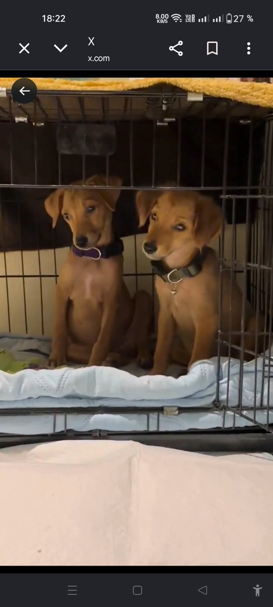 DimosRaikoudis's tweet photo. @G_ZBR_9 They're wonderful, you just want to give them hugs, lots of hugs 
🥰❤️🥰❤️🥰❤️🥰
#Helpstraydog #Adoptstraydog https://t.co/MlrmJ3IW6C