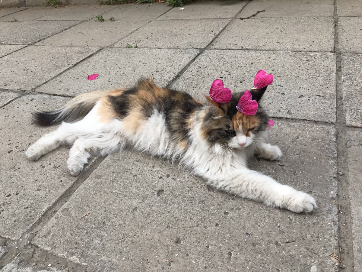 RKalaysin's tweet photo. [Sunny afternoon street stroll = the best way to catch unexpected little joys. Spotted this colorful wall with a cat napping on the windowsill – perfect vibe. ]， https://t.co/zWtGIZBkvI