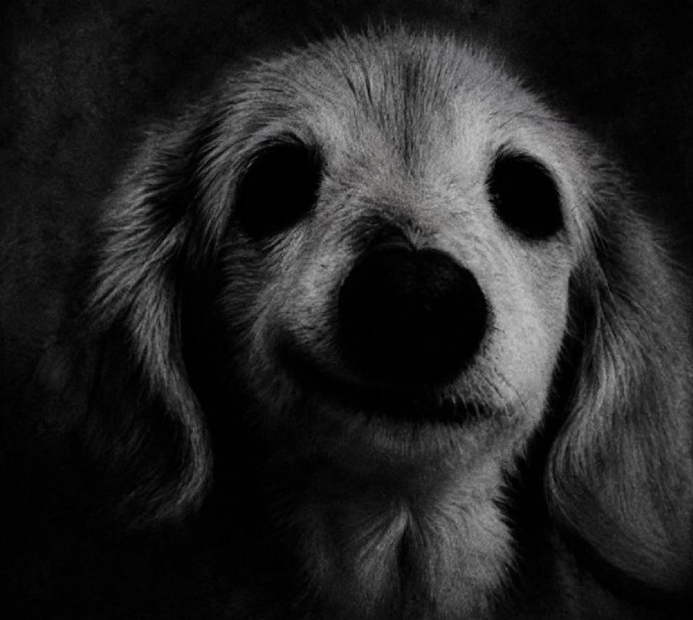 Bella_onSol's tweet photo. Bella is always watching. Don’t slip up. https://t.co/SX4qFZBntg