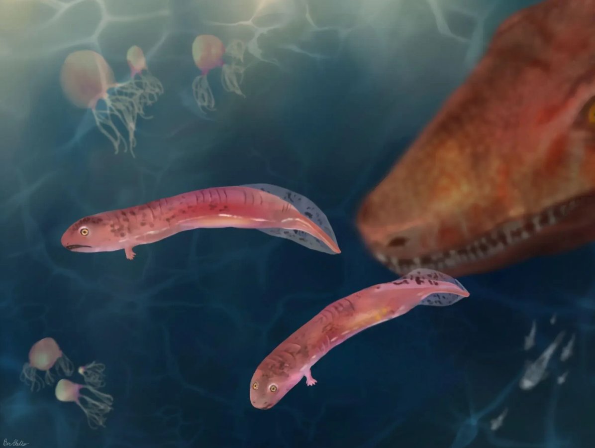 PaleontologieFr's tweet photo. Des bébés #tétrapodes #fossiles bouleversent notre vision de la sortie des eaux !
Les premiers vertébrés à membres se développaient directement, sans phase larvaire ni métamorphose comme les amphibiens.
#Dévonien #Tetrapoda

📰https://t.co/Cc2F3ErfnN

 🔎https://t.co/S7v4MYhzGv https://t.co/K8w65aeqgU