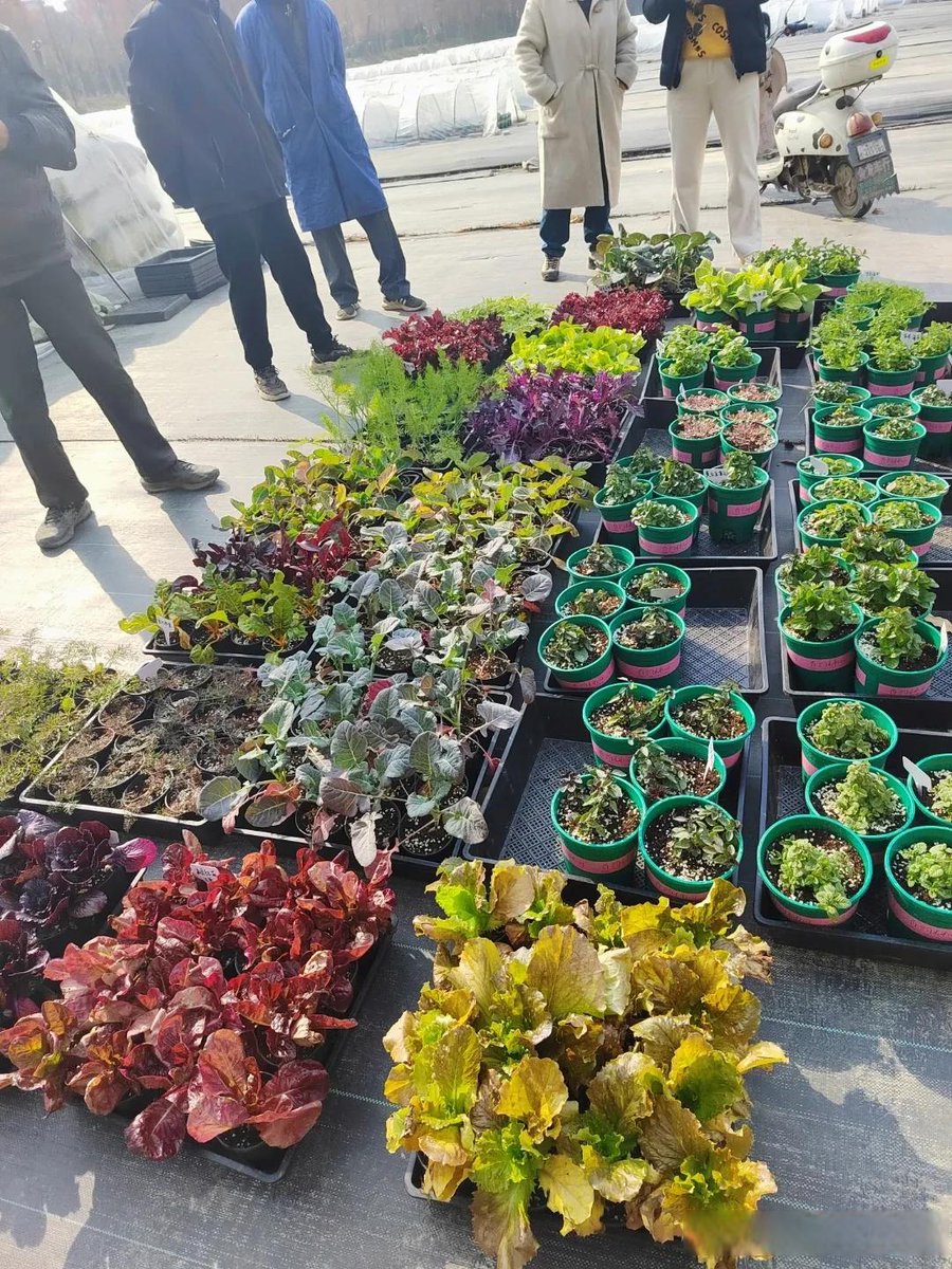 alya_bond_'s tweet photo. [ Community Garden Volunteer Day this Sat (9am-12pm)! All neighbors welcome to help plant veggies, chat u0026 enjoy free homemade snacks. Let’s grow something great together! ]， https://t.co/Ez6pSxDxQv