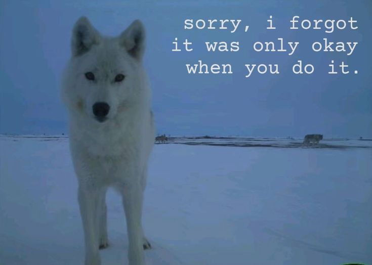 DoggyPosting's tweet photo. https://t.co/UcxIQZgen8