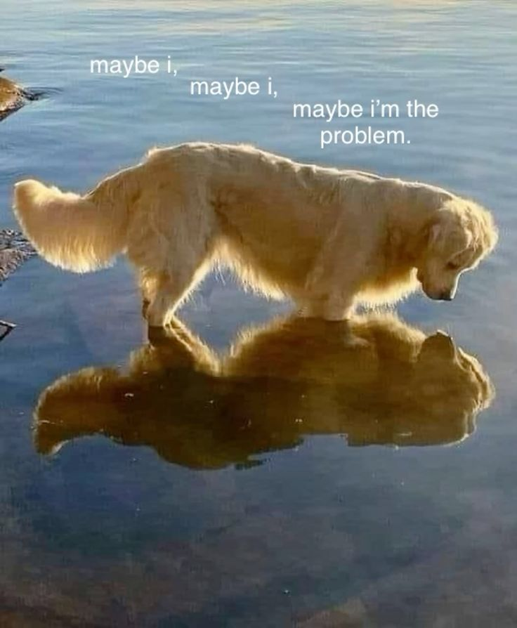 DoggyPosting's tweet photo. https://t.co/z0vySSUyEb