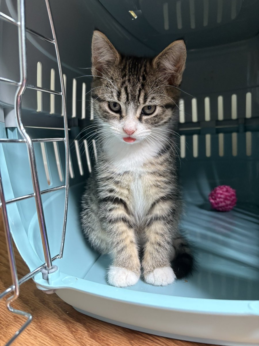 sidmeowsby's tweet photo. got hit by the cat distribution system this morning everyone say hi to the kitten that somehow ended up under our staircase https://t.co/IQtCtjxS7x
