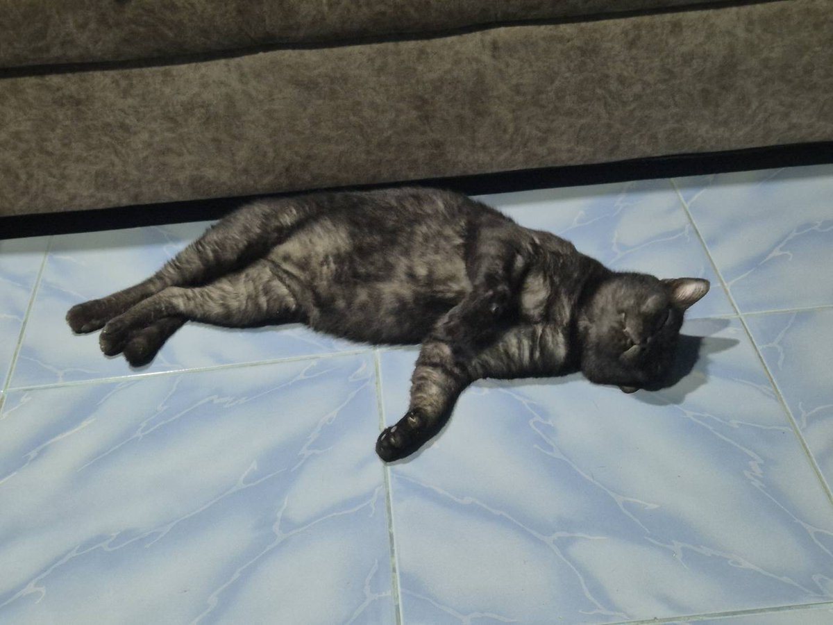 inzpai's tweet photo. อยู่คอนโด คิดถึงแมวววววว 🐈‍⬛
กอดตุ๊กตาไปก่อนนะ หนุบหนับได้อยู่ 🤣
พิกัด: https://t.co/dJBp0lW0Yz https://t.co/epyOlv1Hjv