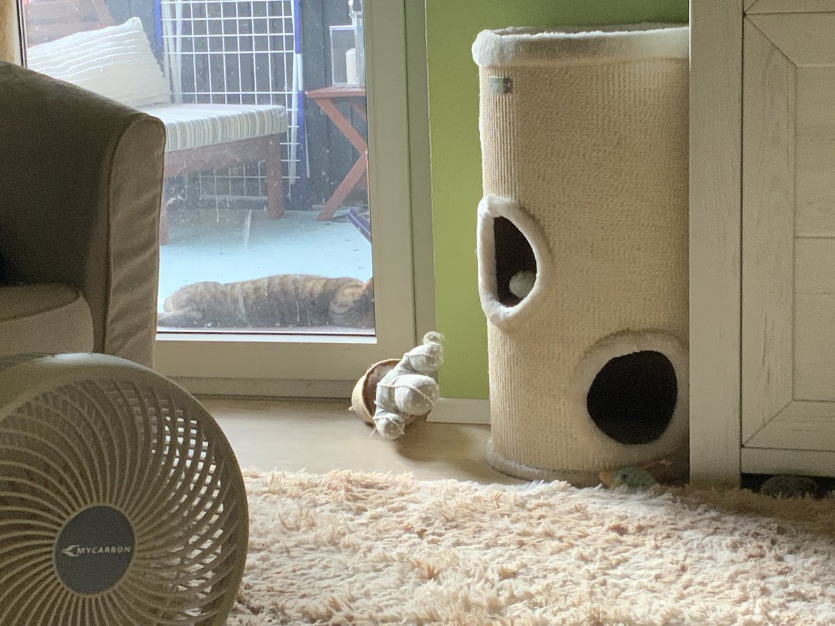 mottofant's tweet photo. @Jettepipsqueak platte Katze auf dem Balkon … (Fenster werden erst wieder geputzt, wenn das Gerüst draußen weg ist) https://t.co/pj55099Nia