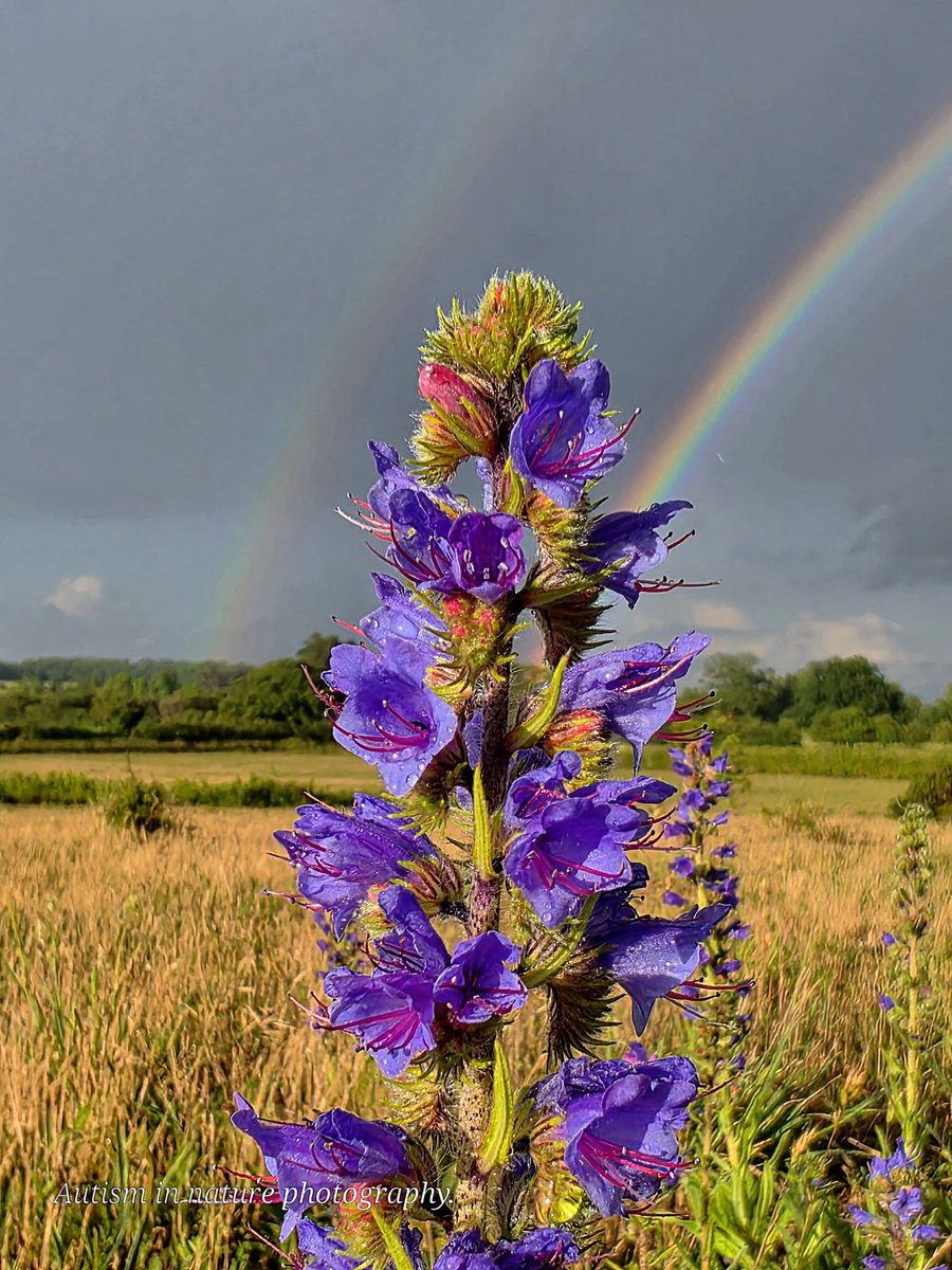 BrancasterStays's tweet photo. Brian Cook shelters from a summer shower in Norfolk and captures a double rainbow behind a Viper's Bugloss. Feels like a distant memory in the current heat. Photo: Autism in Nature Photography. 
Original post: https://t.co/9DplFZxYU9
https://link.content... https://t.co/hnTvTQtgP8