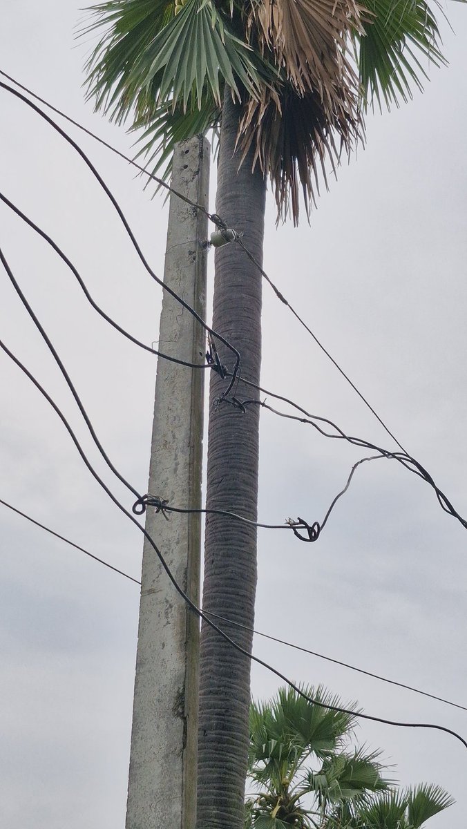 ReyazSpr's tweet photo. ये देखये बिहार के Electric department का bill Dues होगा तो तुरंत connection काट लिया जाएगा  मगर Repairing नहीं होगा यह Darbhanga Singhwara ka hai @darbhanga_dm @ndtvindia @BiharTakChannel @samrat4bjp #bihar #Electric https://t.co/I4lWu125LH