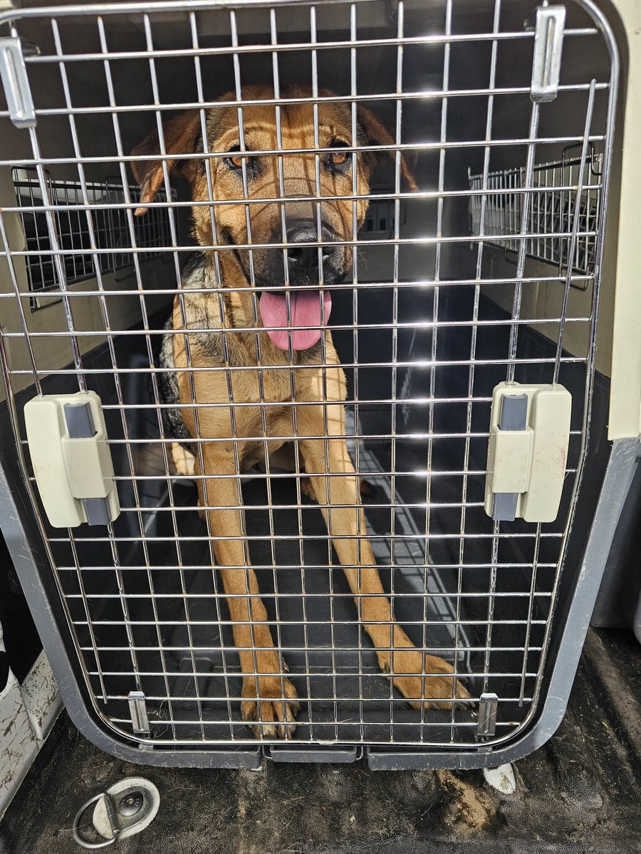 sol_palacios_m's tweet photo. Hoy trajimos 4 perritas a esterilizar de lampa a lo barnechea,  necesitamos pagar traslado que sale 40.000 por favor nos ayudan a pagar para irnos y no perder los cupos🙏 es importante para que no sigan pariendo y remedios🥺🙏
Solange Palacios
Banco estado
Cuenta rut
17.376.209-7 https://t.co/iBRpIFjjxU