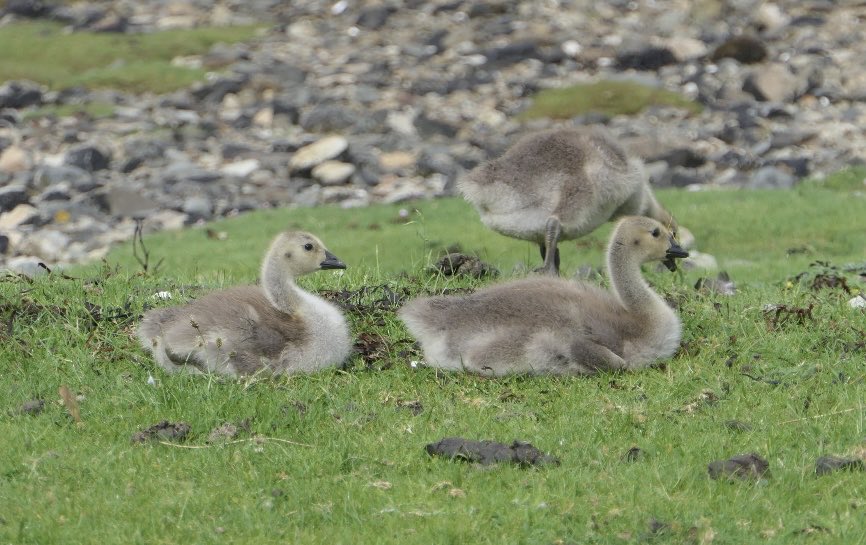 RusselWarren2's tweet photo. Canada Goose family at Loch Spelve, Isle of Mull a couple of weeks ago. @rspb Carl Bovis Nature Photography #mull #scotland https://t.co/TB0ENiMx3f