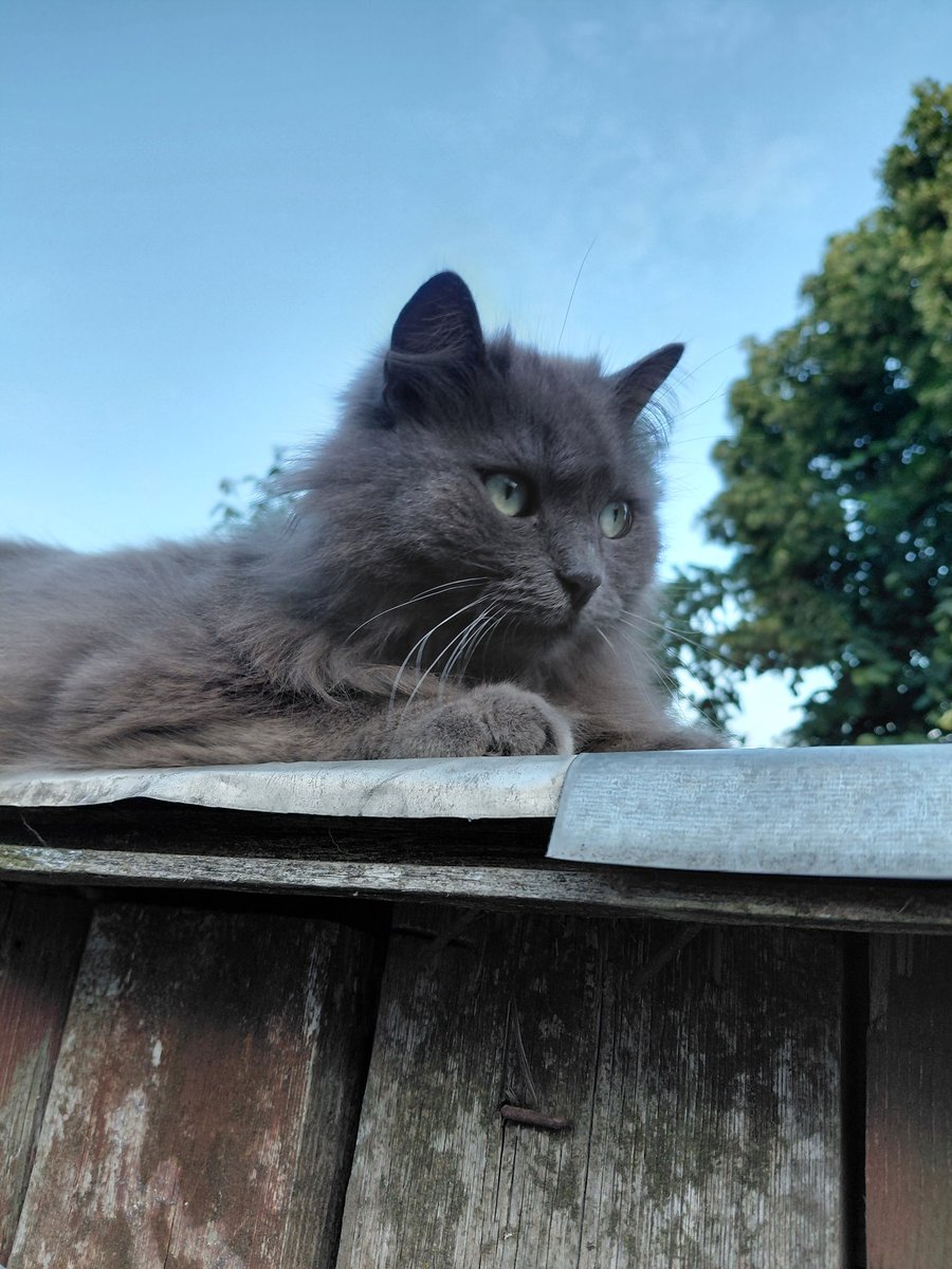 Дарт Ольжич 🐾 tweet media