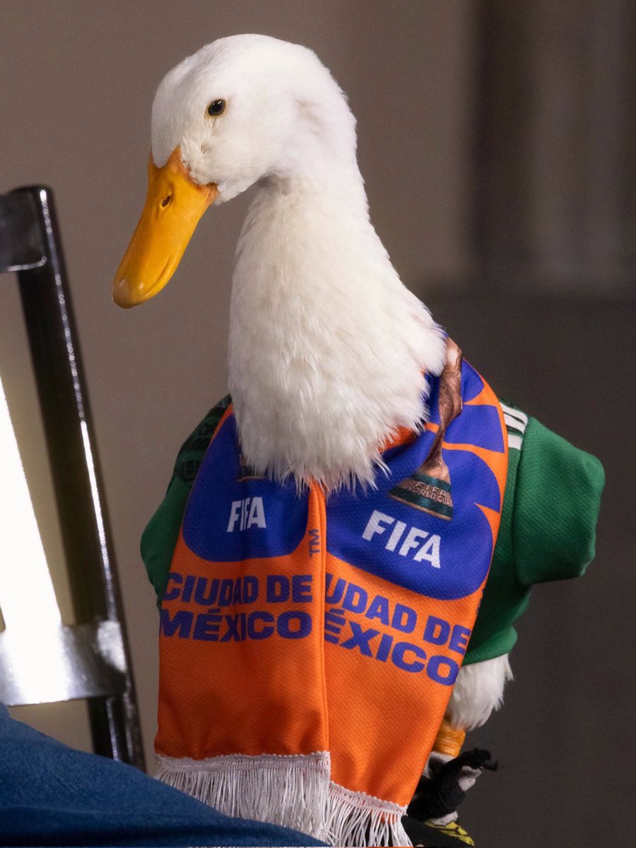 cabesenalar2026's tweet photo. 🦆 **¡Merlín en Palacio Nacional!**
El pato más famoso del #Mundial2026 estuvo esta mañana en la Mañanera con la presidenta @Claudiashein.
"Es un símbolo pequeñito de nuestra cultura", dijo Sheinbaum — y le prometió apoyo a su familia.
🇲🇽🐥 #PatoMerlín #Tricolor https://t.co/PcdJjNwaC5