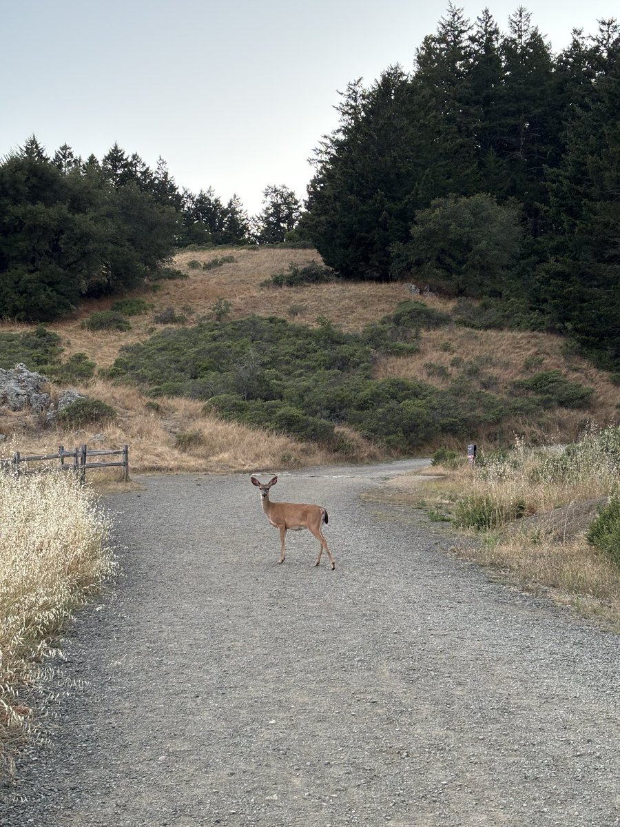 Robert_Drop's tweet photo. Mount Tamalpais https://t.co/eEcBUCG9cO