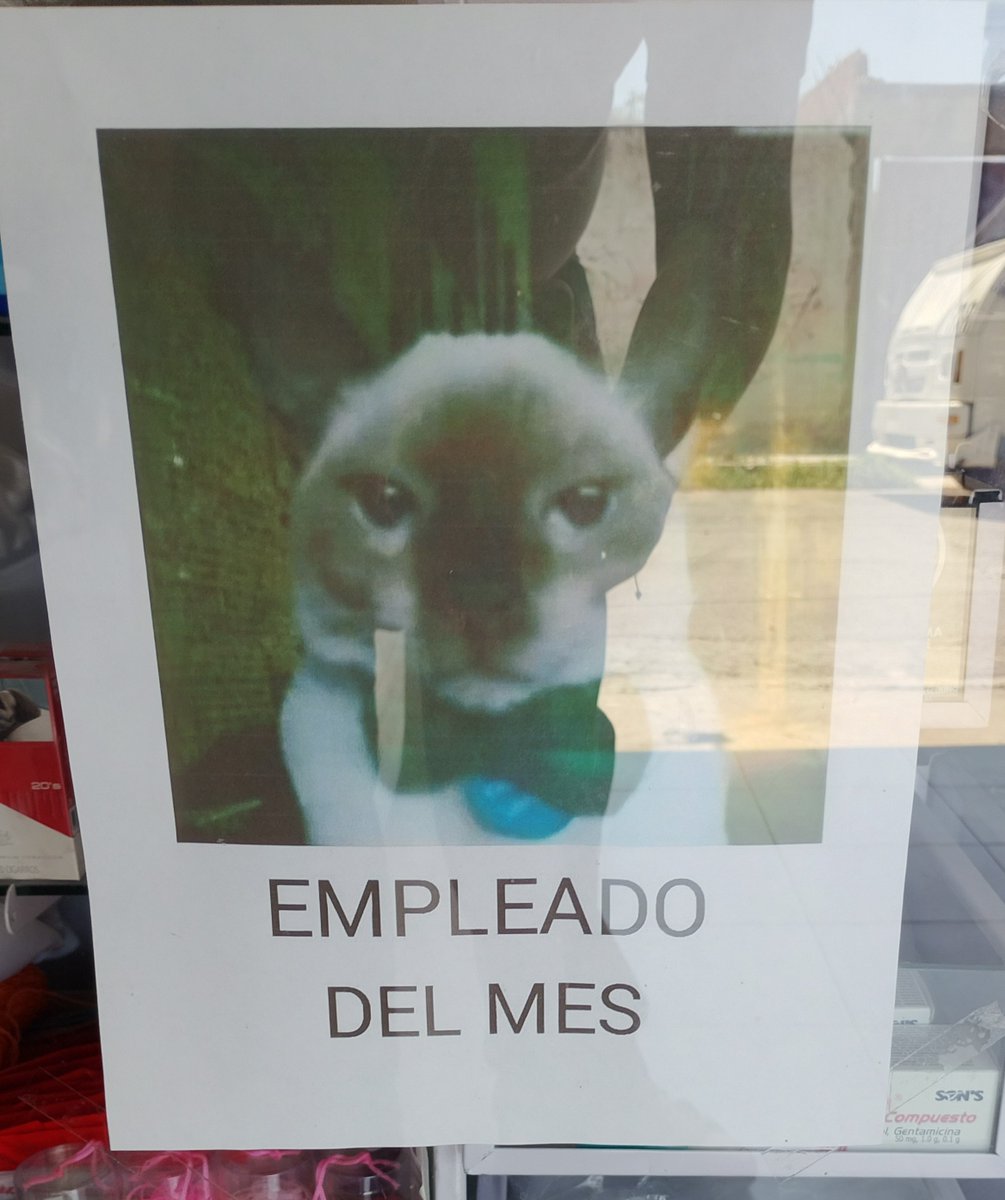 Komi_Puebla's tweet photo. Lo que me encontré hoy en una tienda de Puebla 🤭🐱
#Michis https://t.co/l86dgrPWwN