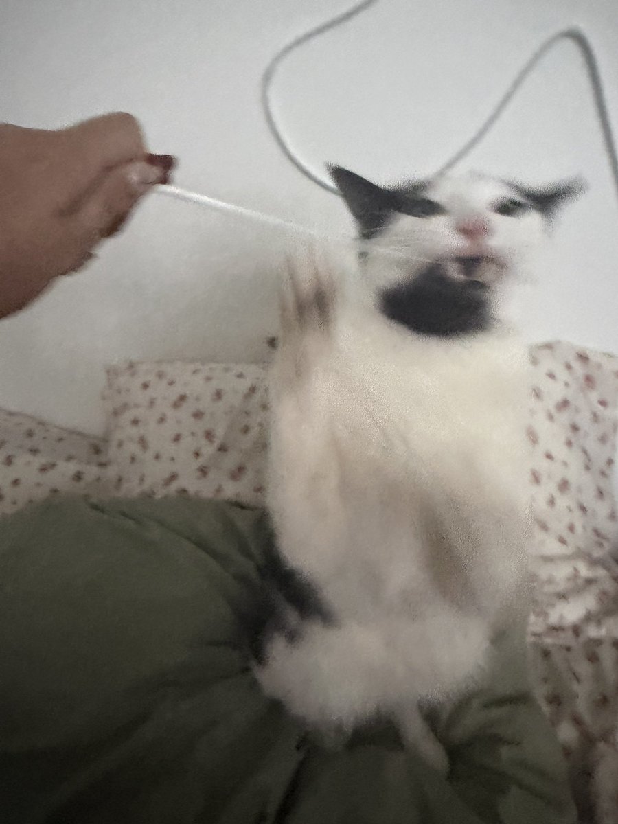sinkboymouse's tweet photo. gremlin mode activated https://t.co/uCWZvuS3oF
