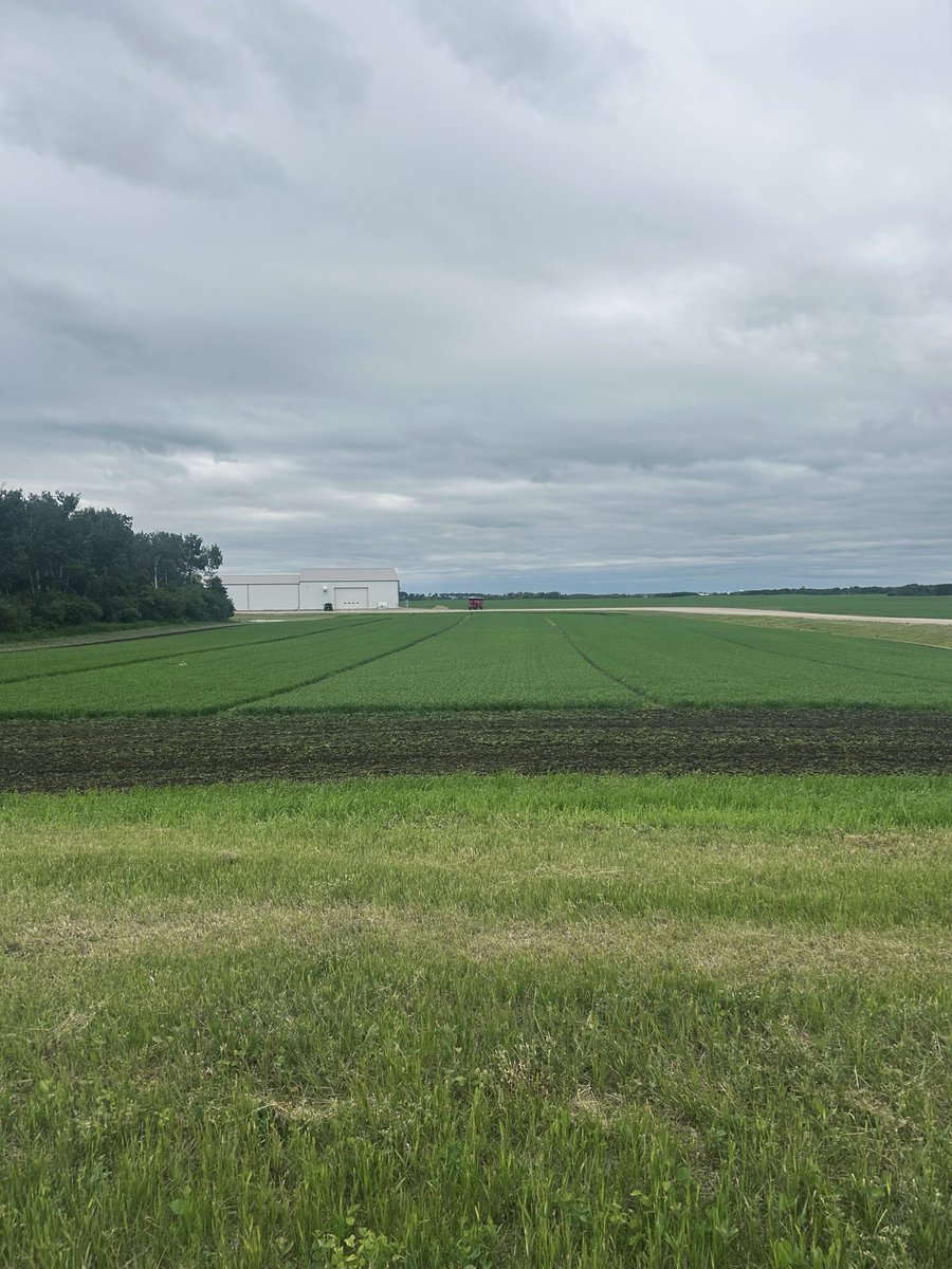 js_seeds's tweet photo. Red Spring Wheat trial is coming along! Field signs will be erected before long, stop in along the lane to take a look! #CDNWheat #Secan #FPGenetics #AllianceSeed https://t.co/VyStG6hSkn