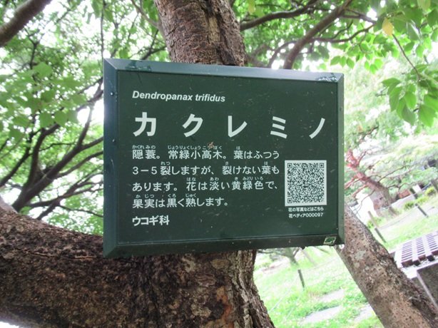 guide_furusato's tweet photo. 勝竜寺城公園の植物
No.17 カクレミノ

常緑小高木で日陰に適した樹種です

葉は普通3~5裂しますが裂けない葉もあります
葉の形が民話に出てくる姿を隠せる「隠れ蓑」に似ていることから名付けられたようです

花は淡い黄緑色で6~7月に咲きます
果実は11~12月頃に黒く熟します

（2026年6月20日撮影） https://t.co/sh3wplRLEo