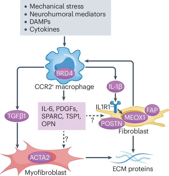 NornGroup's tweet photo. A key route into heart failure fibrosis runs through pathological communication between macrophages and fibroblasts.

With support from Norn Group’s @ImpetusGrants, Michael Alexanian’s lab @m_alexanian traced that route in @Nature by following a damaging immune-fibroblast signal from macrophage regulation to fibroblast activation, tissue fibrosis, and heart function.

The authors map a BRD4-dependent pathway in Cx3cr1+ macrophages that controls IL-1β, then show how IL-1β activates a RELA/MEOX1 regulatory program in cardiac fibroblasts.

They perturb the pathway several ways. Deleting Brd4 in Cx3cr1+ macrophages improved cardiac function and reduced fibrosis in mice. Blocking IL-1β for 30 days shifted fibroblasts away from profibrotic states, and deleting Il1b in Cx3cr1+ cells prevented stress-induced Meox1 expression.

The paper makes heart failure fibrosis more mechanistic by linking macrophage BRD4, IL-1β signalling, fibroblast MEOX1, tissue fibrosis, and cardiac function.

Published in Nature - read it here: https://t.co/WHP4Pp8N5o