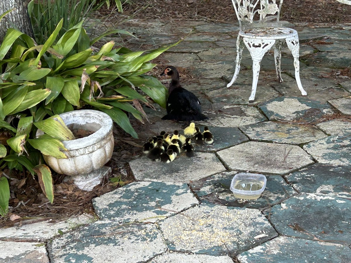 Pooljunkie80's tweet photo. Another summer with more baby ducks https://t.co/aY16Zt29cd