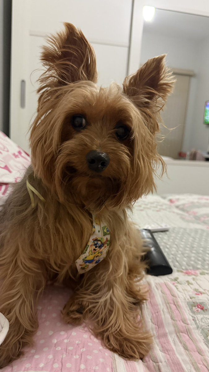 mizisv's tweet photo. @amandatarologa Theo está mandando um oi https://t.co/W8MF9p3K4C