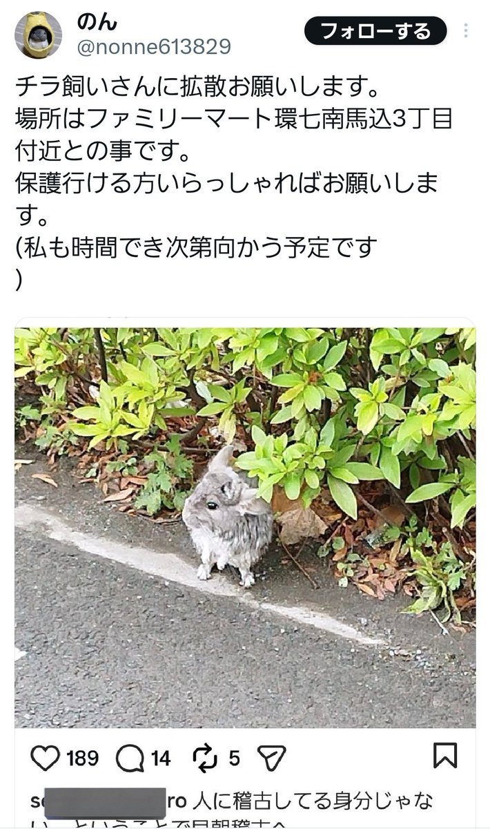miyatakazuhiro's tweet photo. 行ける方、おそらく
捨てられた可哀想なチンチラの
確保協力並びに拡散頼む🙏🙏🙏

#チンチラ #chinchilla
#拡散希望 https://t.co/ZCrZTaTDab