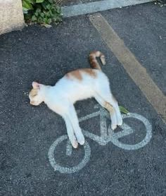 Cats_ooc's tweet photo. https://t.co/fvDglFQWzU