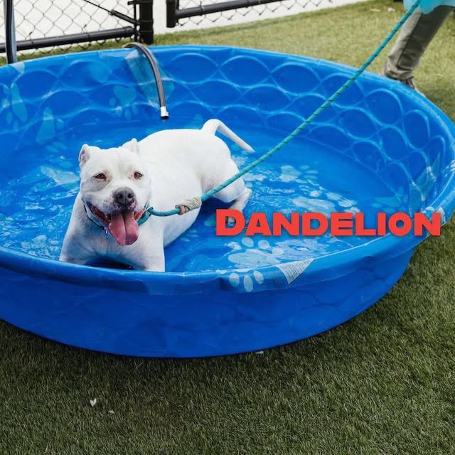 PoundHoundsResQ's tweet photo. We were able to save this white princess 📷 DANDELION from the Philly shelter.
We welcome her to Pound Hounds ResQ https://t.co/WpcuB0b19f