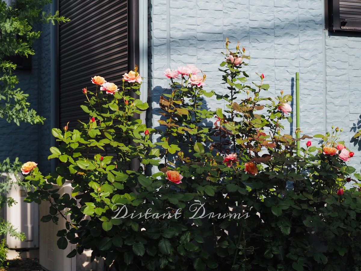 rainwh120's tweet photo. おはようございます
バラの二番花🌹
次々と咲き始めています
最初に咲いたのはディスタントドラムス
繰り返しよく咲いてくれるバラで、浅めに剪定したので大きくなりました😊
#バラの二番花 
#花のある暮らし 
#ガーデニング https://t.co/bGul2LvYQO