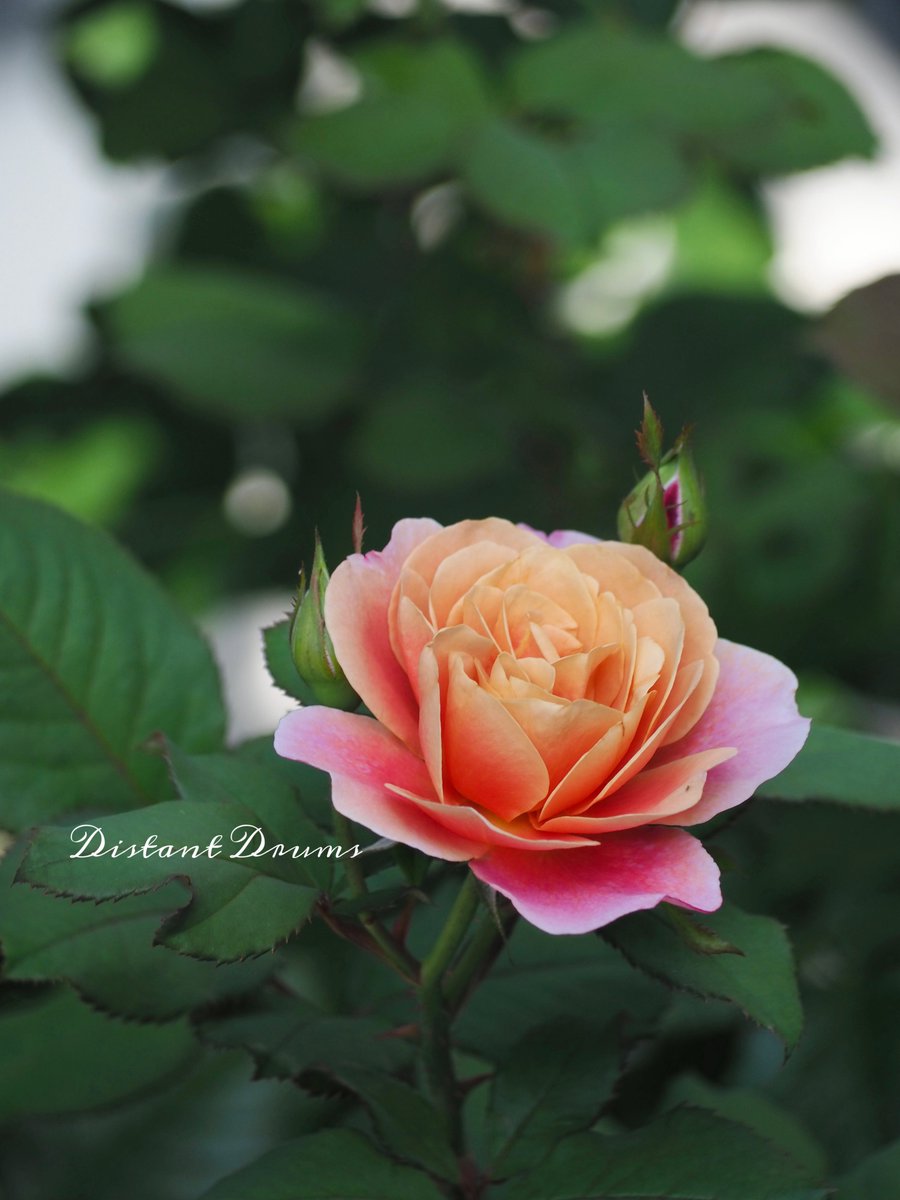 rainwh120's tweet photo. おはようございます
バラの二番花🌹
次々と咲き始めています
最初に咲いたのはディスタントドラムス
繰り返しよく咲いてくれるバラで、浅めに剪定したので大きくなりました😊
#バラの二番花 
#花のある暮らし 
#ガーデニング https://t.co/bGul2LvYQO