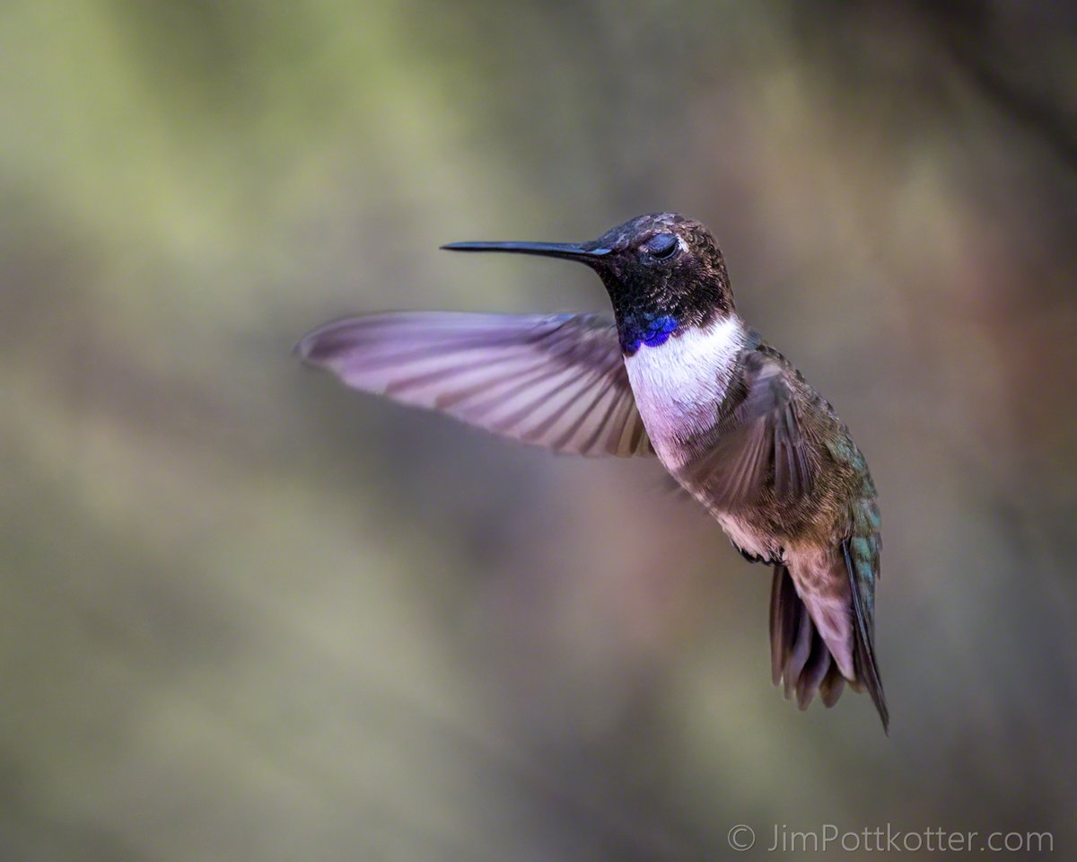 HappyPixr's tweet photo. Over the years, I've photographed quite a few hummingbird species. Out of hundreds of shots of the Black-chinned, only a handful are of the male, and of those, this is the only one that caught even a hint of that beautiful purple gorget. #birds #nature #wildlife https://t.co/UsrMpJixgn