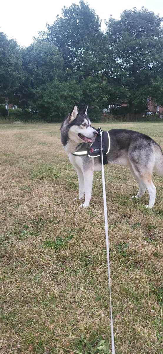 millypod1's tweet photo. 🆘17 JUNE 2026 #Lost Thor #ScanMe
Siberian Husky Male
#Longton #Meir #Blurton #WestonCoyney #Fenton
#Bucknall areas #StokeOnTrent #Stoke #Staffordshire #ST3
#https://www.doglost.co.uk/dog/203795 https://t.co/vqK3pr216r