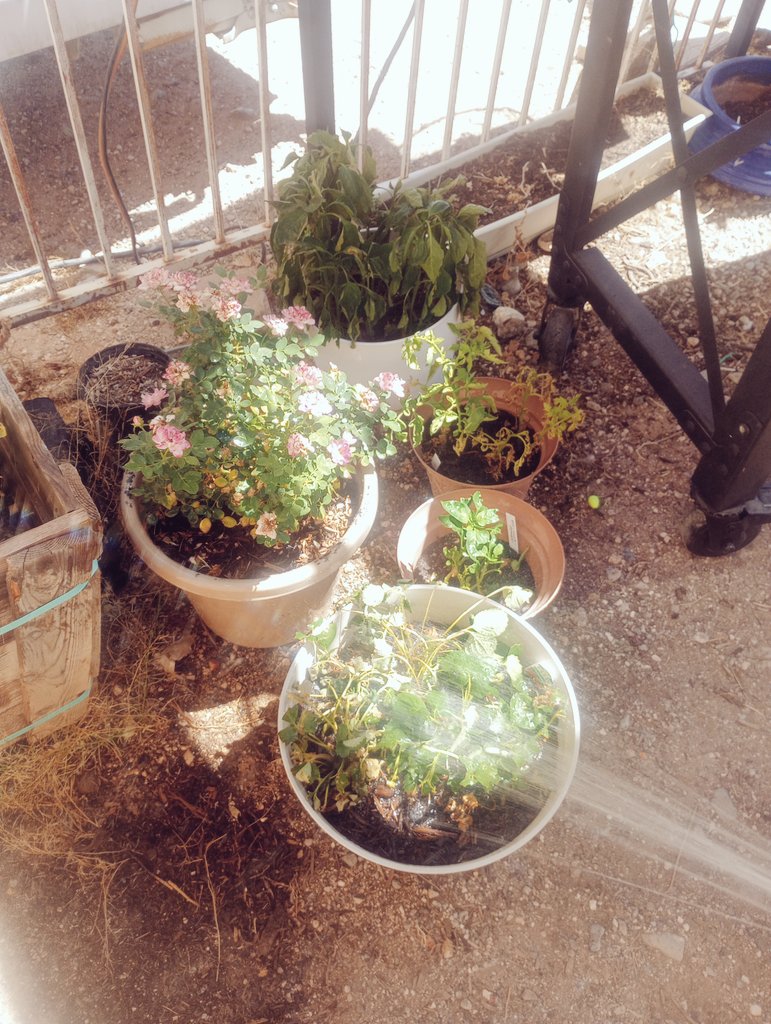 RetroMatt2077's tweet photo. Gained EXP watering the garden today. Green thumb passive skill unlocked. 🌿😂 https://t.co/WzsJcbyZfU