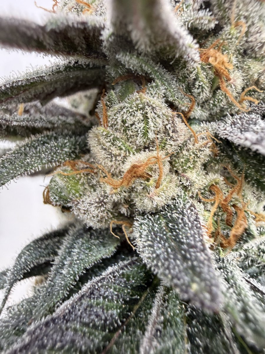 ThePlantStable's tweet photo. Tri-Me OG #9
(Triangle Kush x OGers Kush F4)
Created & Cultivated by Yours Truly
#trianglekush #ogers https://t.co/d0YmZN0pqW