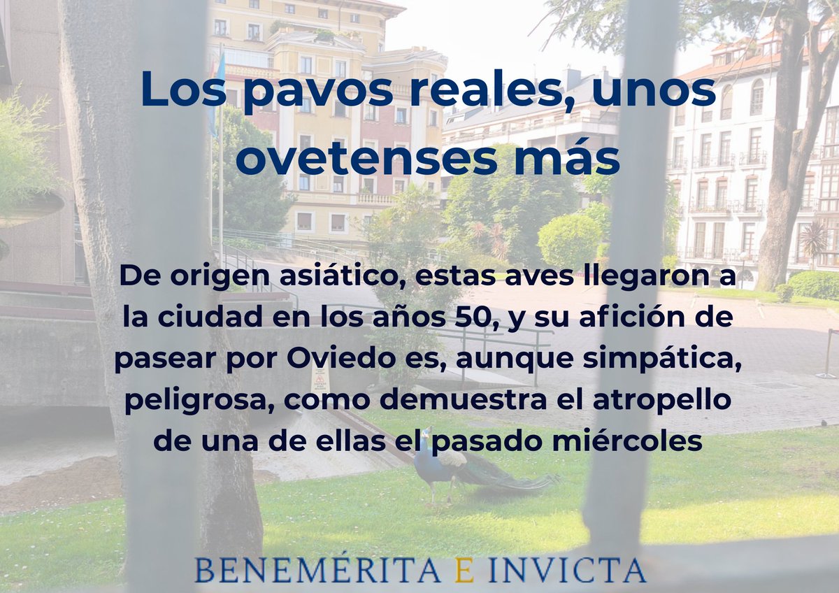 pabloduuran_'s tweet photo. Disponible en https://t.co/ZPGPnAJjlZ un nuevo artículo en el que hablo del origen de los pavos reales en Oviedo y su evolución reciente, entre otras cuestiones. Vienen de Asia (o de Granada) pero, desde luego, son unos ovetenses más https://t.co/p4UlbMVhbm