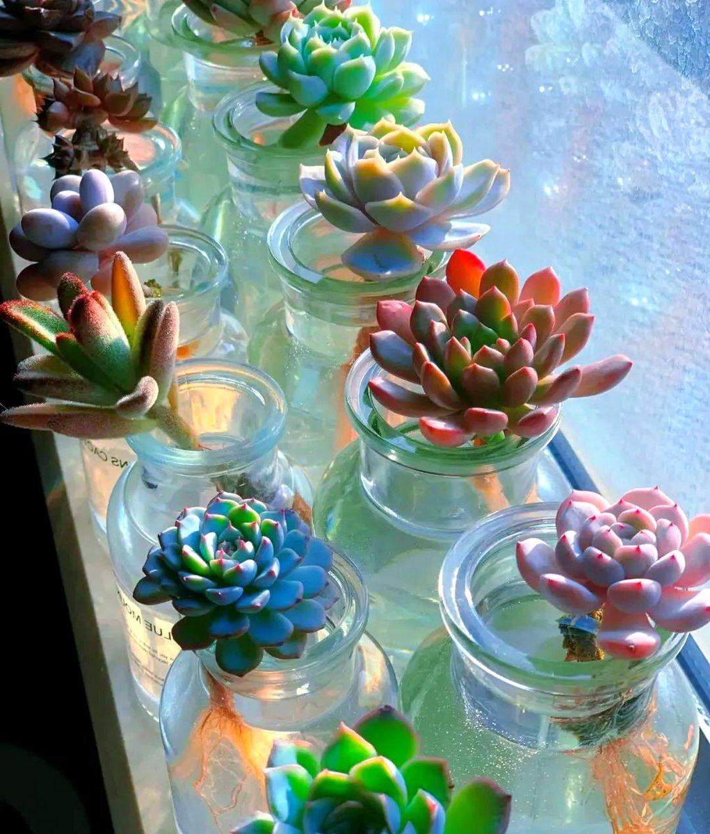moibetsy77's tweet photo. Just found out my 9-to-5 desk buddy is a secret plant killer—my once-thriving succulent now looks like a raisin. Send help (and a survival guide for my office garden) https://t.co/JpeAmjjcBy