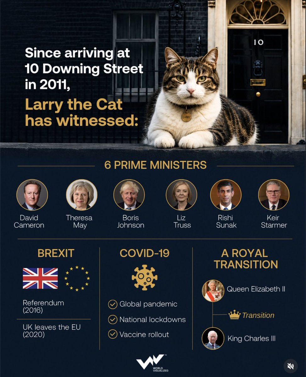 Katsbigopinion2's tweet photo. This cat’s history is genuinely insane! https://t.co/RZTZtbgWTQ